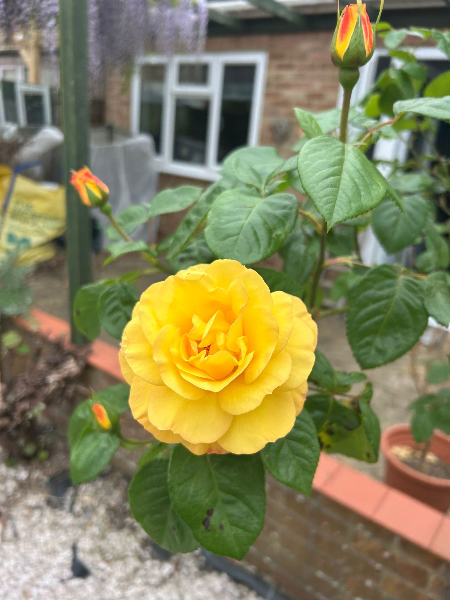 Yellow rose